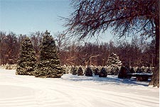 Illinois Christmas Trees